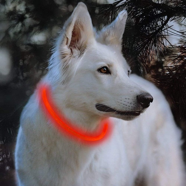 LED Dog Collar Light USB Rechargeable Collars - Thepetlifestyle