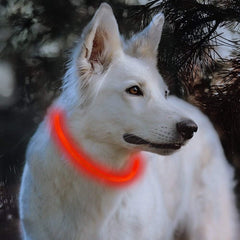 LED Dog Collar Light USB Rechargeable Collars - Thepetlifestyle