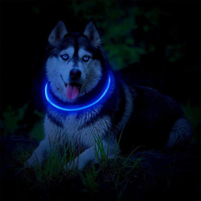 LED Dog Collar Light USB Rechargeable Collars - Thepetlifestyle